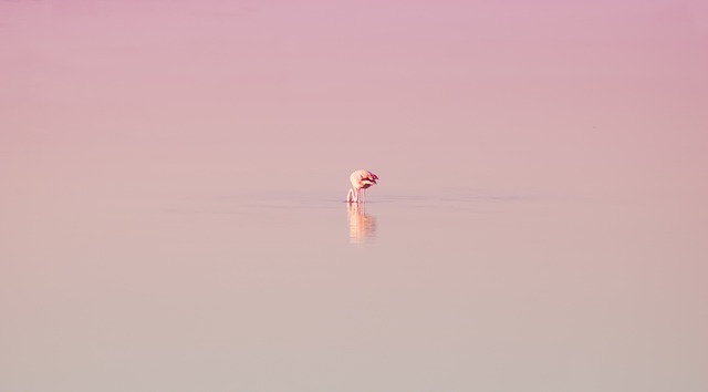 Flamingobrændere til hyggelige sommeraftener på terrassen