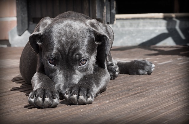 Før familien får hund: 7 ting i skal overveje