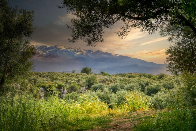 Kunsten at beskære og pleje oliventræer: Tips og tricks fra eksperterne