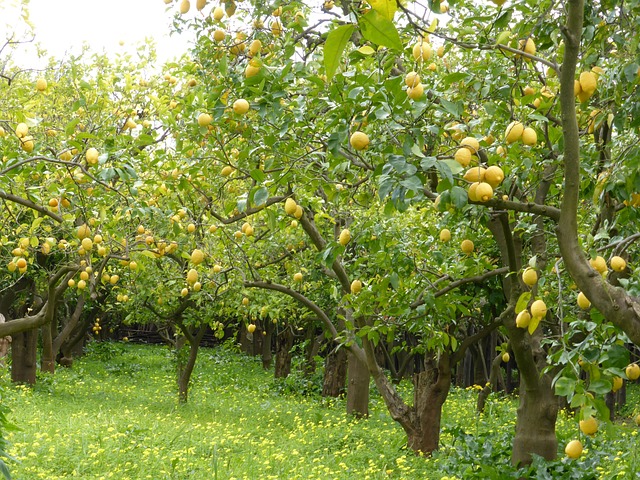 Citrontræets hemmeligheder: Sådan dyrker du det perfekte citrontræ